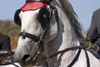 Slovenia - Lipica / Lipizza - Goriska region: Lipica stud farm - Combined driving event - Carriage Driving - head of a lipizzaner horse - photo by I.Middleton