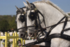 Slovenia - Lipica / Lipizza - Goriska region: Lipica stud farm - Combined driving event / Horse Driving Trials - Carriage Driving - pair of lipizzaner / lipicanec horses - photo by I.Middleton