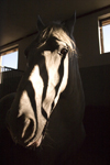 Slovenia - Lipica - Goriska region: Lipica stud farm - in the stables - lipizzaner horse - photo by I.Middleton