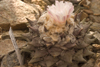 Cactus display - flower, Rogaska Slatina, Slovenia - photo by I.Middleton