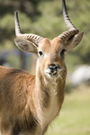 Stag at Ljubljana zoo, Slovenia - photo by I.Middleton