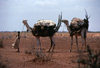 Somalia - coastal plain north of Mogadishu - young Somali nomad girl leading camels carrying her family's posesions. The large curved sticks will support the animal skins that cover their home once they make camp - photo by Craig Hayslip