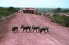 Somalia - Warthogs crossing dike along river with camels being herded in the background - Phacochoerus africanus - photo by Craig Hayslip