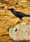 Galle, Southern Province, Sri Lanka: beach at Point Utrecht bastion - crow on dead coral - Old Town - UNESCO World Heritage Site - photo by M.Torres