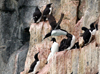 Svalbard - Spitsbergen island: a Guillemot looks like a base-jumper as it leaps from its ledge on a tall cliff to go fishing - photo by R.Eime