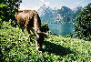 Switzerland - Schwyz canton: Schweizer Kuh vor Alpenpanorama / Swiss cow in front of alps mountain range - grazing bovine (photo by W.Schmidt)