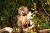 Africa - Tanzania - Baboon on a tree in Lake Manyara National Park - photo by A.Ferrari