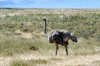 Tanzania - Female Ostrich in Ngorongoro Crater - photo by A.Ferrari