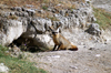 Tanzania - Jackal in Ngorongoro Crater - burrow - photo by A.Ferrari