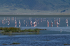 Tanzania - Flamingos on the Magadi Lake, Ngorongoro Crater - photo by A.Ferrari