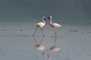 Tanzania - Flamingos on the Magadi Lake, Ngorongoro Crater - photo by A.Ferrari