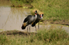 Africa - Tanzania - Crowned Cranes - regulorum gibbericeps, Serengeti National Park - photo by A.Ferrari