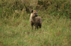 Africa - Tanzania - Hyena in Serengeti National Park - photo by A.Ferrari