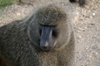 Africa - Tanzania - Baboon (close view) in Serengeti National Park - photo by A.Ferrari