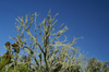 37 Tanzania - Kilimanjaro NP: Marangu Route - day 2 - a tree covered with lichen, in the moorlands - photo by A.Ferrari