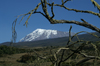 40 Tanzania - Kilimanjaro NP: Marangu Route - day 2 - Mount Kilimanjaro, the Kibo peak seen from the moorlands - photo by A.Ferrari