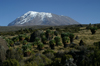 55 Tanzania - Kilimanjaro NP: Marangu Route - day 4 - Mount Kilimanjaro, Kibo and giant groundsels - UNESCO World Heritage site - photo by A.Ferrari