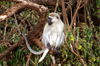 Africa - Tanzania - Vervet Monkey on branches, Chlorocebus pygerythrus - in Lake Manyara National Park - photo by A.Ferrari