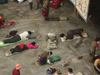 Tibet - Lhasa: Jokhang Temple - Buddhist pilgrims prostrating - photo by M.Samper