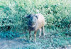 East Timor - Timor Leste: curious water buffalo (photo by Mrio Tom)