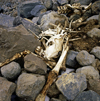 Mount Ararat, Agri Province, East Anatolia, Turkey:  skeleton on the way to the top - mountaineering - photo by W.Allgwer