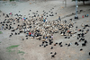 Hasankeyf / Heskif, Batman Province, Southeastern Anatolia, Turkey: white and black sheep - flock along the Tigris river - photo by W.Allgwer