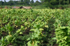 Uganda - Masindi District - Budongo Rainforest - tobacco fields next to the forest - photo by E.Andersen