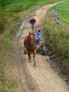 Transcarpathia / Zakarpattya, Ukraine: countryside around Jablonica - horse cart on a dirt road - photo by J.Kaman