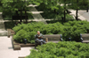 Chicago, Illinois, USA: tranquility in the city - a gentleman enjoys reading his book in one of the many Chicago river front parks - photo by C.Lovell