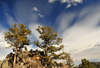 Rocky Mountain National Park, Colorado, USA: pinetrees grow on a rocky hill - sky with Cirrus clouds - photo by M.Torres