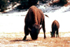 Yellowstone NP, Wyoming, USA: bison with calf - in the snow - American Buffalo - photo by J.Fekete