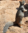 Grand Canyon National Park, Arizona, USA: South Rim - a rock squirrel scans the horizon - Spermophilus variegatus - photo by M.Torres