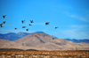 Bosque del Apache National Wildlife Refuge, Socorro County, New Mexico, USA: wild ducks in flight - wildfowl - photo by M.Torres