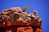 Dixie National Forest, Utah, USA: Red Canyon - lone ponderosa pine tree tries to survive on the top of a rock formation - photo by M.Torres