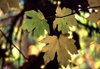 Redwoods NP (California): leaves - photo by F.Rigaud