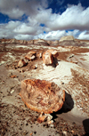 USA - Cocoa Mountains (Arizona): petrified trees and sky - Photo by G.Friedman