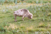 Jamestown ND (North Dakota):White Cloud a white Bison - photo by G.Frysinger