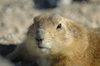 USA - Sonoran Desert (Arizona): Round-tail Ground Squirrel - Citellus tereticaudus - Photo by K.Osborn