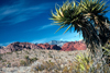 USA - Red Rock Canyon (Nevada): Yucca tree - Yucca decipiens - photo by J.Fekete