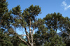 113 Venezuela - Sierra Nevada de Mrida - high-altitude trees on the way down from Alto de la Cruz - photo by A. Ferrari