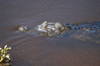 124 Venezuela - Apure - Los Llanos - an Orinoco caiman looking curious - reptile - fauna - photo by A. Ferrari