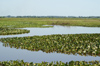 158 Venezuela - Apure - Los Llanos - swamps - photo by A. Ferrari