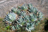 27 Venezuela - Bolivar - Canaima NP - Artichoke-like plant of Roraima - photo by A. Ferrari