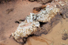 58 Venezuela - Bolivar - Canaima NP - Quartz Crystals and pink sand at the top of Roraima - photo by A. Ferrari