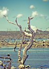 Venezuela - Ilha Margarita - Nueva Esparta: dead woods - photo by A.Walkinshaw