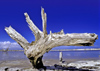 Venezuela - Isla de Margarita - Nueva Esparta: ghostly dead tree - photo by A.Walkinshaw