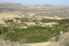 Yemen - Sana'a area - landscape with Khat trees and blooming fruit trees - photo by E.Andersen