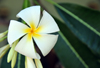 Stone Town, Zanzibar, Tanzania: frangipani flower - plumeria - Zanzibar Serena Inn - Shangani - photo by M.Torres