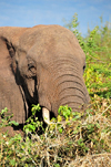 Victoria Falls, Matabeleland North, Zimbabwe: close-up of an elephant in the high bush - Zambezi National Park - Loxodonta africana - photo by M.Torres