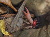 37 Christmas Island: Red Crab in burrow with leaves (photo by B.Cain)